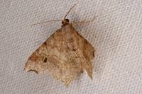 Macaria alternata