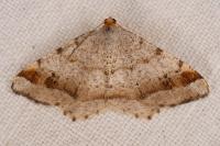 Macaria liturata