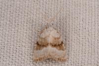 Meganola albula