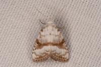 Meganola albula