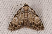Meganola strigula