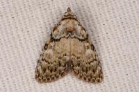 Meganola strigula