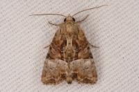 Mesoligia furuncula