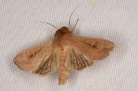 Mythimna ferrago