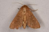 Mythimna ferrago