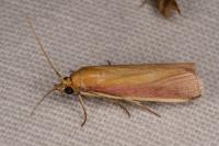Oncocera semirubella