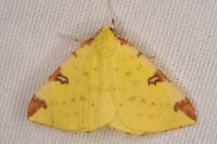 Opisthograptis luteolata