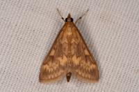 Ostrinia nubilalis
