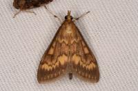 Ostrinia nubilalis