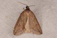 Pachycnemia hippocastanaria hippocastanaria