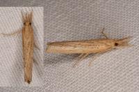 Pediasia contaminella