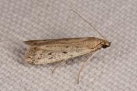 Phycitodes