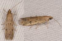 Phycitodes