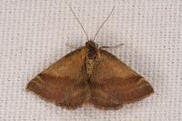Phytometra viridaria