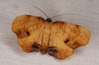 Plagodis dolabraria