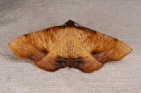 Plagodis dolabraria