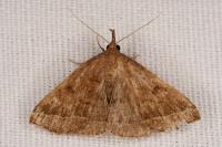 Polypogon plumigeralis