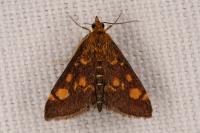 Pyrausta aurata