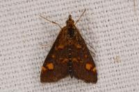 Pyrausta aurata