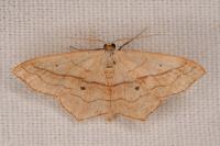 Scopula imitaria