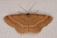 Scopula rubiginata