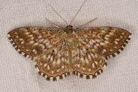 Scopula tessellaria