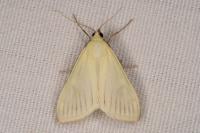 Sitochroa palealis