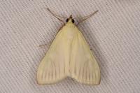 Sitochroa palealis