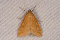 Sitochroa verticalis