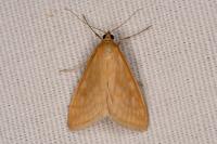 Sitochroa verticalis