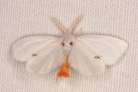 Sphrageidus similis
