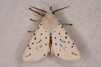 Spilosoma lubricipeda