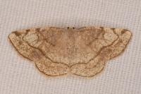 Stegania trimaculata