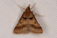 Stemmatophora brunnealis