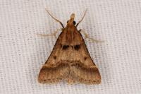 Stemmatophora brunnealis