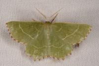 Thalera fimbrialis