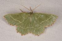 Thalera fimbrialis