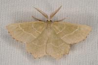 Thalera fimbrialis