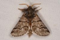 Thaumetopoea pityocampa