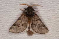 Thaumetopoea pityocampa