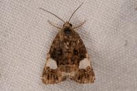 Tyta luctuosa