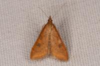 Udea ferrugalis