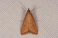 Udea ferrugalis
