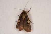 Xestia c-nigrum