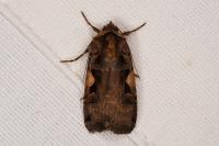 Xestia c-nigrum