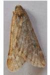 Alsophila aescularia