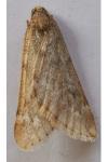 Alsophila aescularia