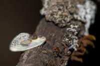 Cilix glaucata