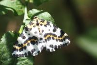 Abraxas grossulariata