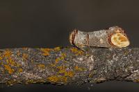 Phalera bucephala
